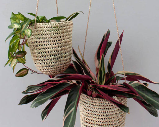 Natural woven hanging baskets with leafy houseplants