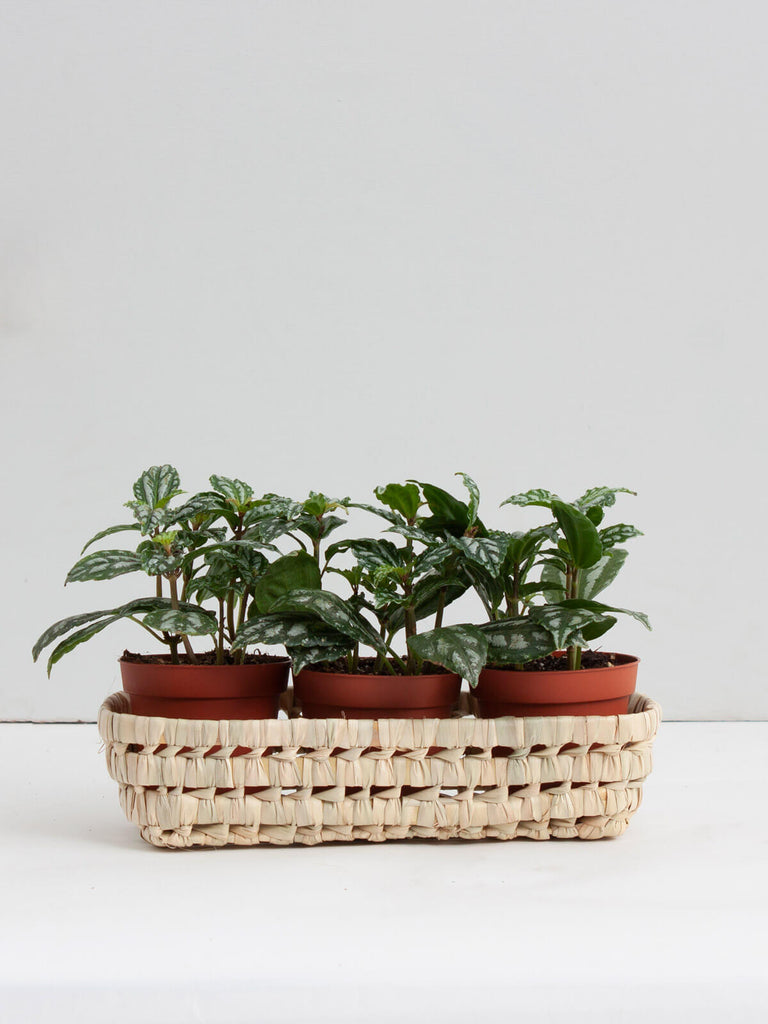  Medium natural woven storage basket tray as an indoor planter