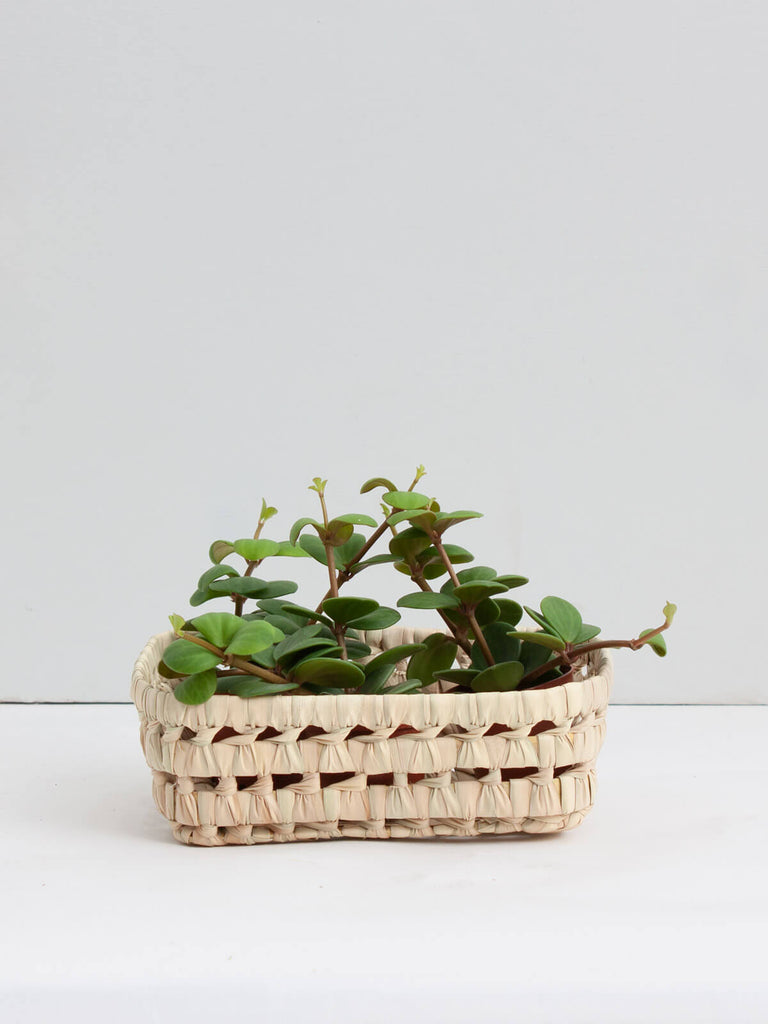 Small natural woven storage basket tray being used as a natural indoor planter