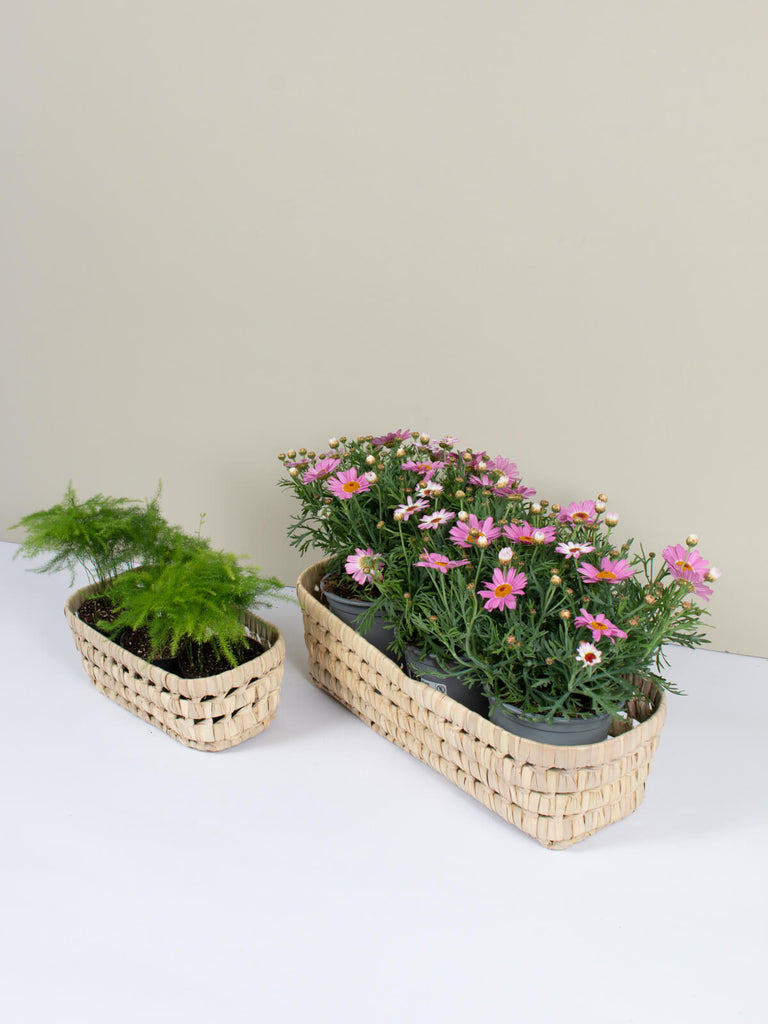Two woven rectangular storage basket trays used as natural indoor planters